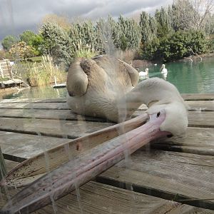 Faunia Christmas 2016: Pelican lake