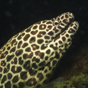 Faunia Christmas 2016