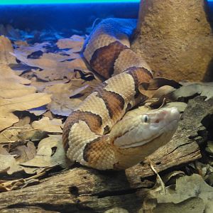 Faunia Christmas 2016