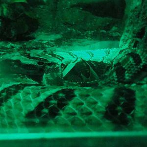 Faunia Christmas 2016