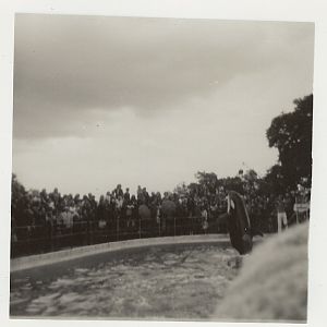 Cuddles the killer whale, June 1971