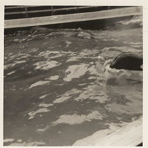 Cuddles the killer whale, June 1971
