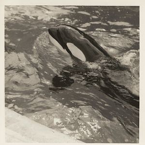 Cuddles the killer whale, June 1971