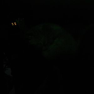 Faunia Christmas 2016: VENOM