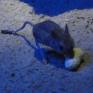 Faunia Christmas 2016: Nocturnal zone