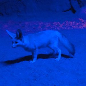 Faunia Christmas 2016: Nocturnal zone