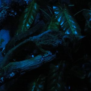 Faunia Christmas 2016: Nocturnal zone