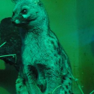 Faunia Christmas 2016: Nocturnal zone