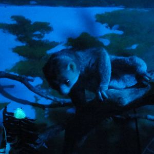 Faunia Christmas 2016: Nocturnal zone