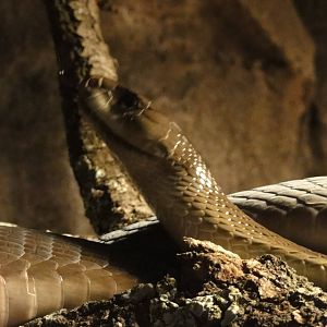 Faunia Christmas 2016: VENOM