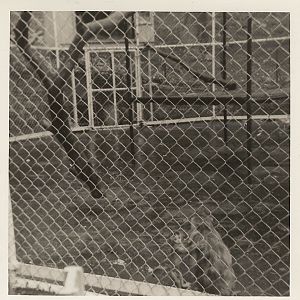Macaques, June 1971