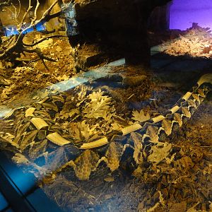 Faunia Christmas 2016: VENOM