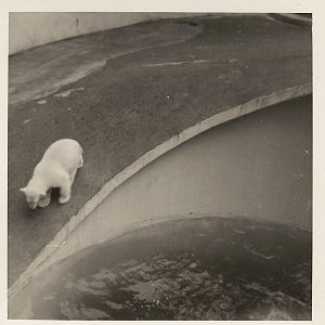 Polar bear, June 1971