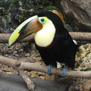 Faunia Christmas 2016: Amazon rainforest