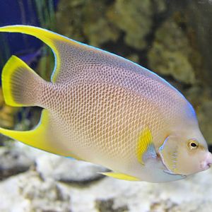 Jan. 2016 - Shore Gallery - Bermuda Blue Angelfish