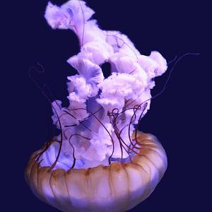 Jan. 2016 - Jellyfish Gallery - Pacific Sea Nettle