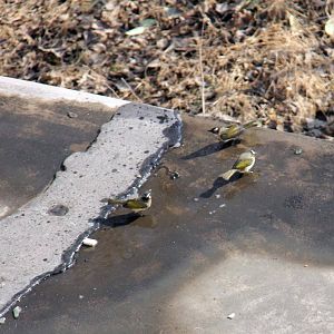 Chinese Bulbul (Pycnonotus sinensis)