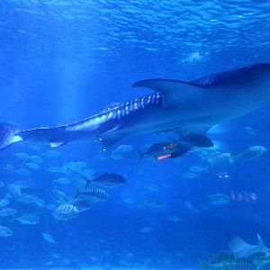 whale shark