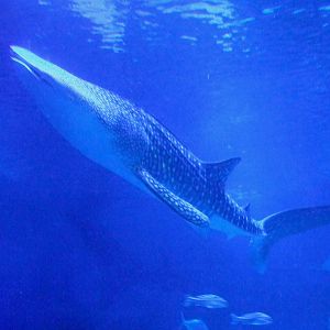 whale shark