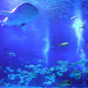 whale shark tank
