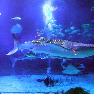whale shark