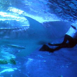 whale shark feeding