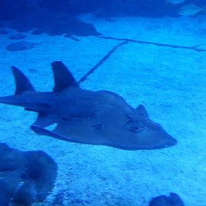 guitarfish