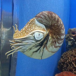 nautilus