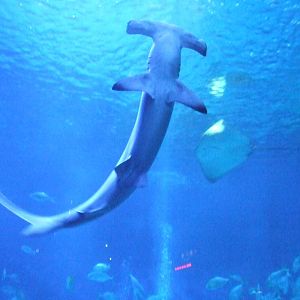 hammerhead shark