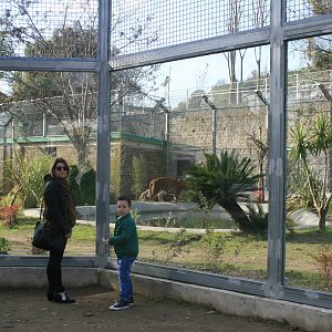 2016 New tiger exhibit