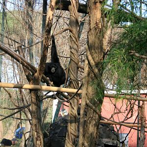 Siamang
