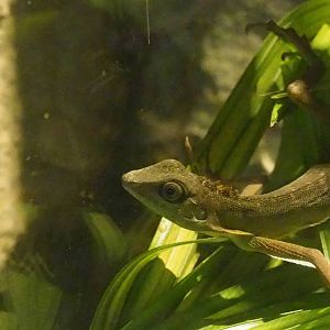 ID Please - Unknown Lizard Dec 2015