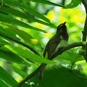 ID Please - Unknown Bird Dec 2015