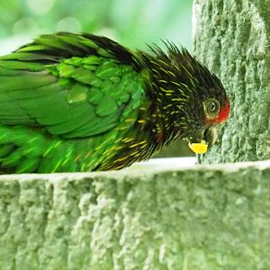 ID Please - Unknown Bird Dec 2015