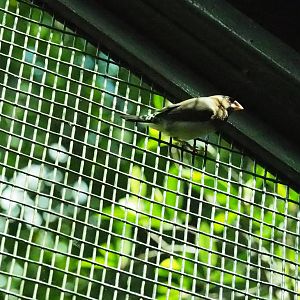 ID Please - Unknown Bird Dec 2015