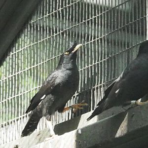 ID Please - Unknown Bird Dec 2015