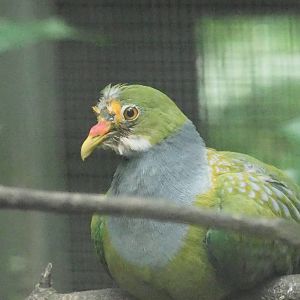 ID Please - Unknown Bird Dec 2015