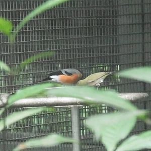 ID Please - Unknown Bird Dec 2015