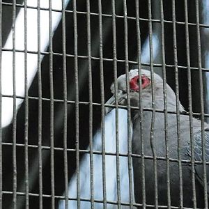 ID Please - Unknown Bird Dec 2015