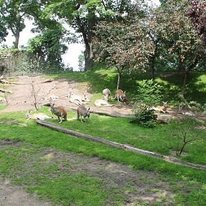 Australia - Kangaroo enclosure