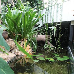 Asia House - Chinese alligator exhibit
