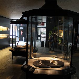 Asia House - Snake education