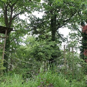 Asia - Gibbon island