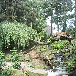 Asia - Panther/jaguar enclosure