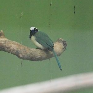 ID Please - Unknown Bird Dec 2015