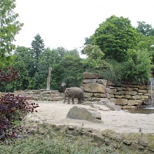 Asia - Elephant enclosure 1