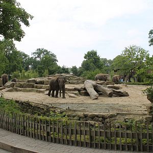 Asia - Elephant enclosure 2