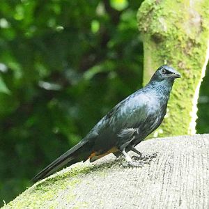 ID Please - Unknown Bird Dec 2015