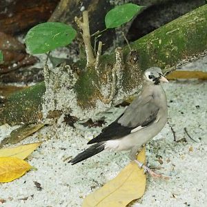 ID Please - Unknown Bird Dec 2015