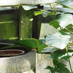 Blue-crowned Conure -Jungle Jewels Dec 2015